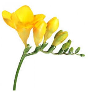 ΦΡΕΖΙΑ ΚΙΤΡΙΝΗ FREESIA GOLD RIVER